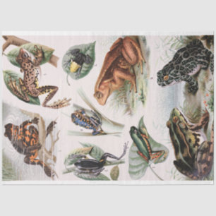 Papel De Seda Catálogo vintage de la descomposición de ranas