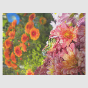 Papel De Seda Caterpillar sobre los Asters