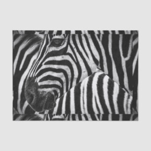 Papel De Seda Cebra blanco y negro enrrollada