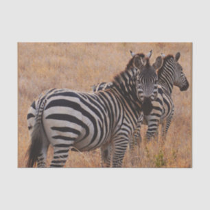 Papel De Seda Cebra en Kenia
