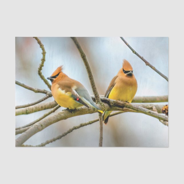 Papel De Seda Cedar Waxwing - Fotografía original (Anverso)
