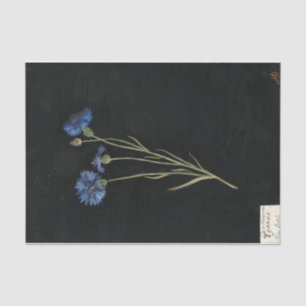 Papel De Seda Centaurea Cyanus por Mary Delany