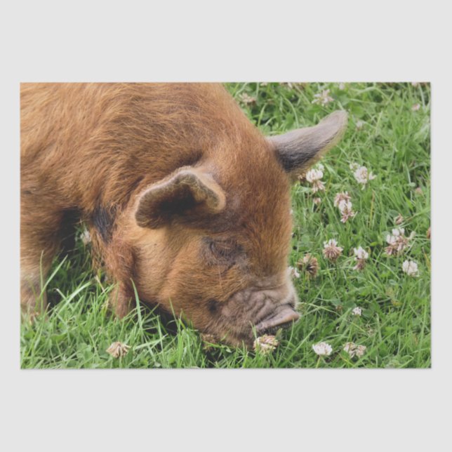 PAPEL DE SEDA CERDO CUTIDO (Anverso)