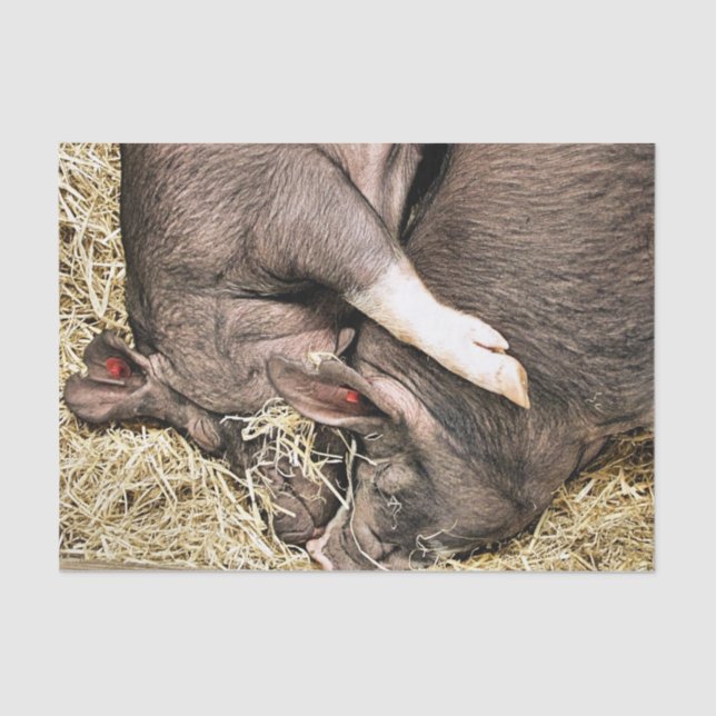 PAPEL DE SEDA CERDOS DE DORMIR CUIDADOS (Anverso)