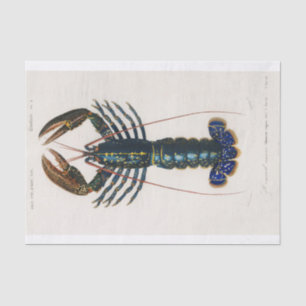 Papel De Seda Charles Dessalines D' Orbigny   Crimson Crawfish
