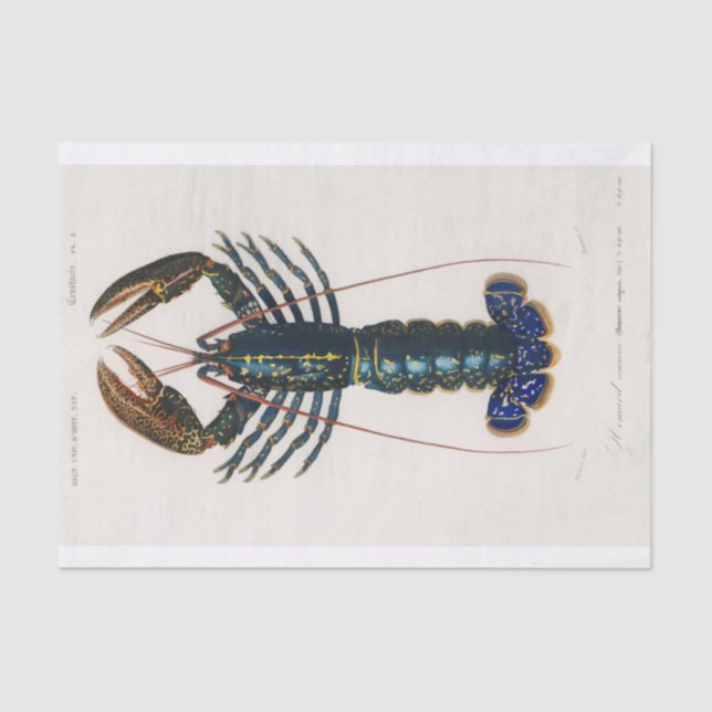 Papel De Seda Charles Dessalines D' Orbigny | Crimson Crawfish (Anverso)