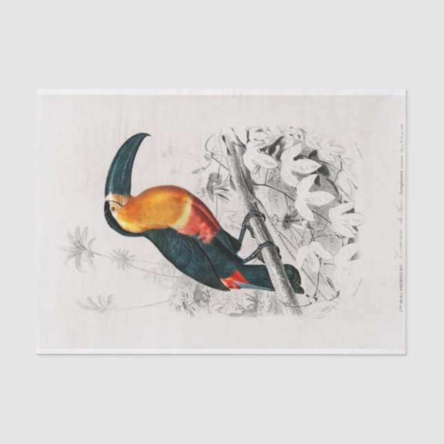 Papel De Seda Charles Dessalines D' Orbigny | Toucan (Anverso)