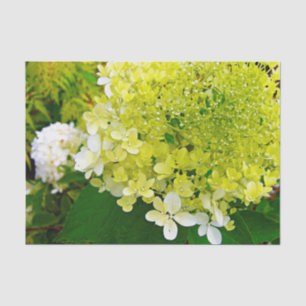 Papel De Seda Chartreuse Green, Limelight Hydrangea,