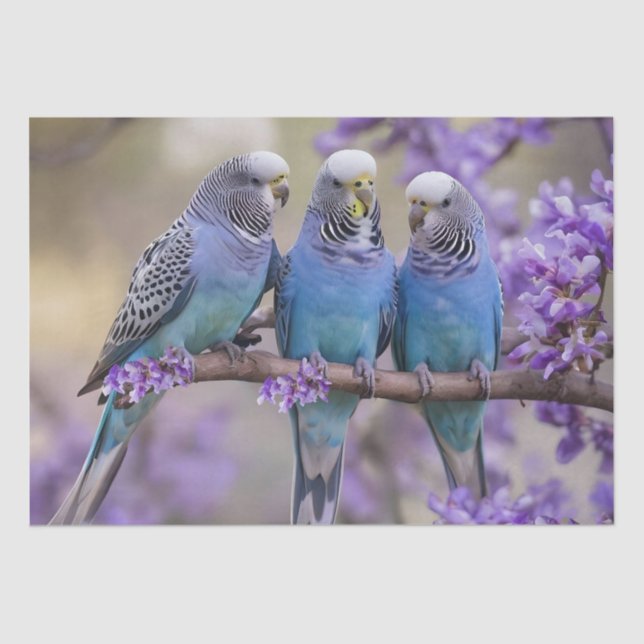 Papel De Seda Chatter De Árbol Superior: Budgies Azules En El Ár (Anverso)