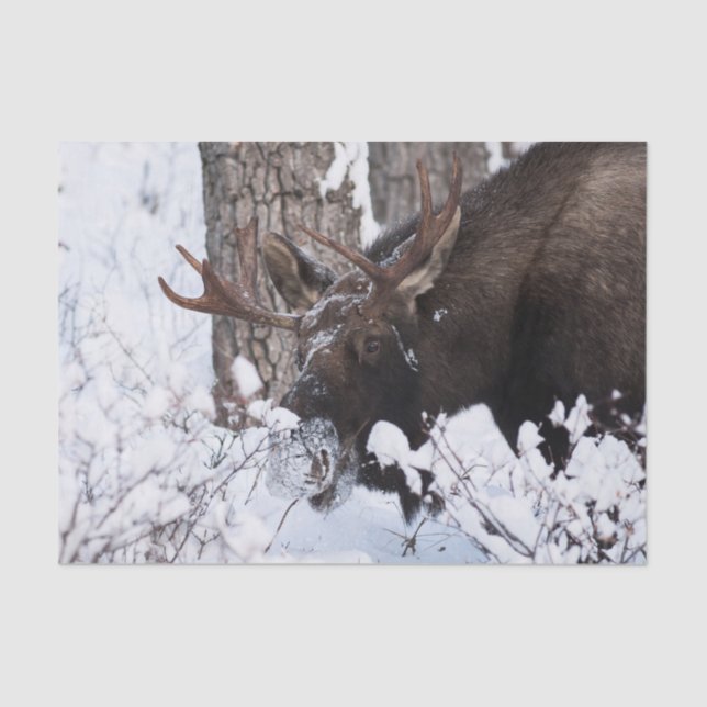 Papel De Seda Chilly Moose (Anverso)