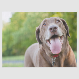 Papel De Seda Chocolate Labrador Dog