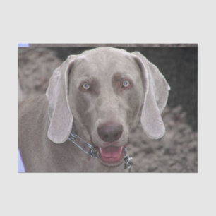 Papel De Seda Chocolate Weimaraner