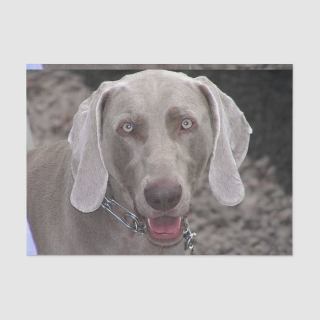 Papel De Seda Chocolate Weimaraner (Anverso)