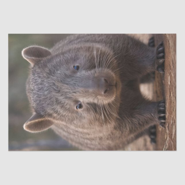 Papel De Seda Chubby The Australian Wombat, (Anverso)