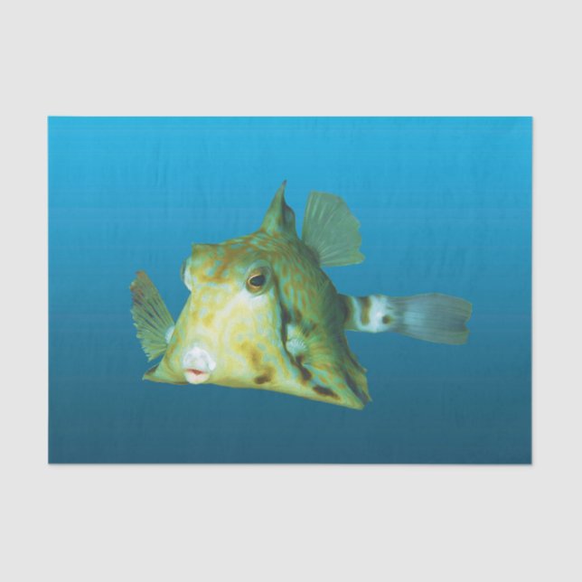 Papel De Seda ¡Cierre de los Boxfish! Fondo azul gradiente | (Anverso)