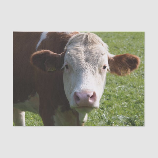 Papel De Seda Cierre de vaca, parte 3 (Anverso)