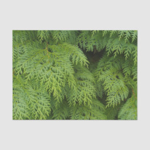 Papel De Seda Cipras