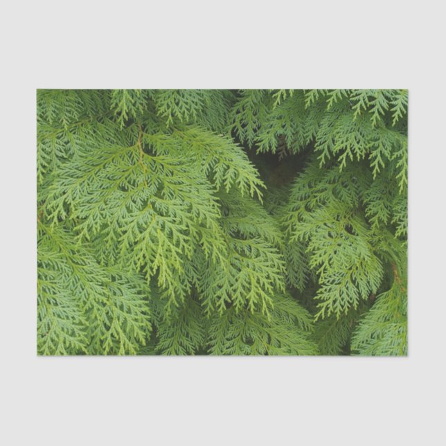 Papel De Seda Cipras (Anverso)