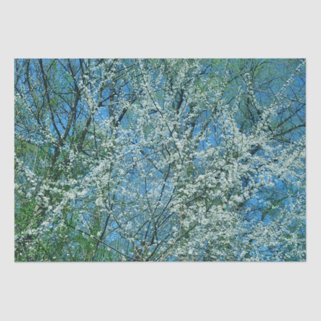 Papel De Seda Ciruela silvestre blanca en flor (Anverso)