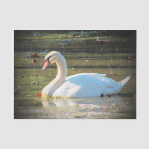 Papel De Seda Cisne agraciado