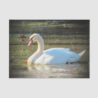 Papel De Seda Cisne agraciado