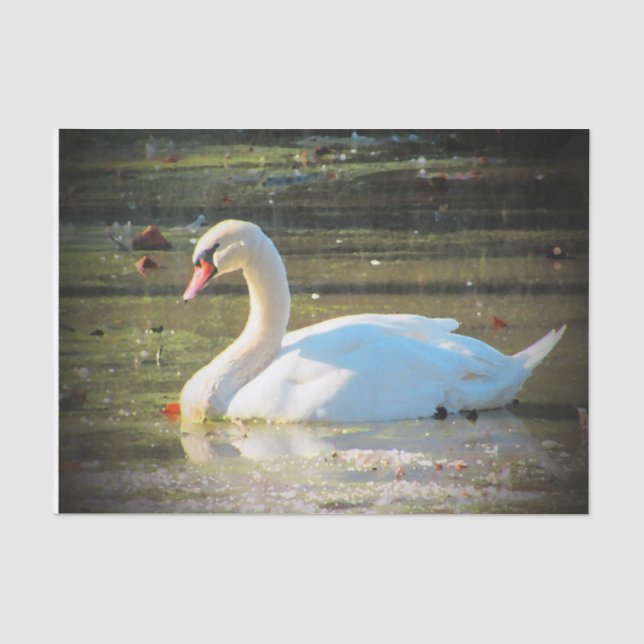 Papel De Seda Cisne agraciado (Anverso)
