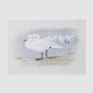 Papel De Seda cisne de Bewick, ilustracion de Aves