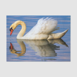 Papel De Seda Cisne mudo, olor del cygnus