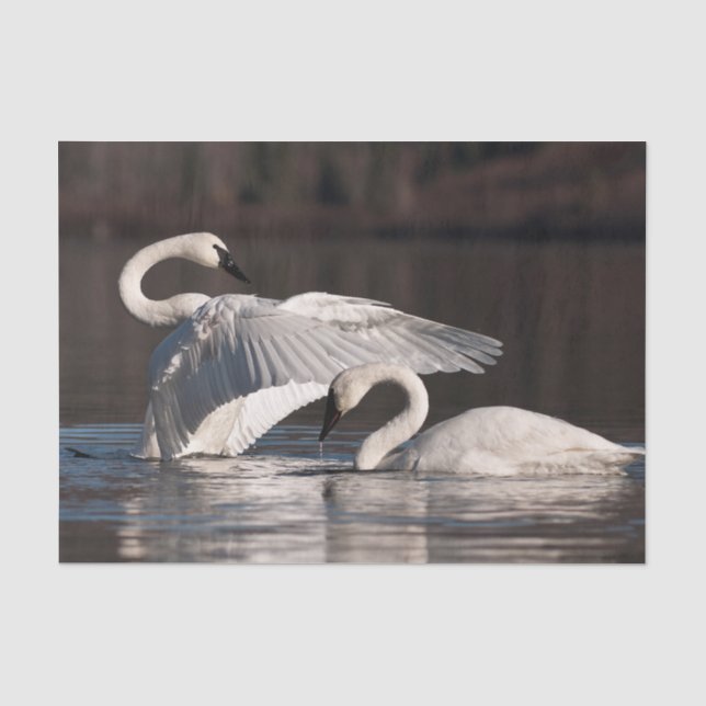 Papel De Seda Cisnes amorosos (Anverso)