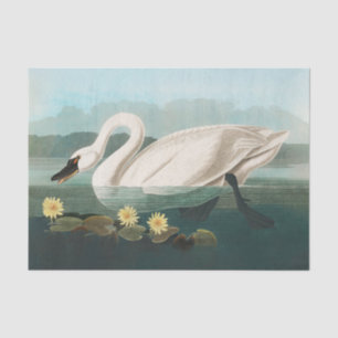 Papel De Seda cisnes de agua blanca de cisne audubon