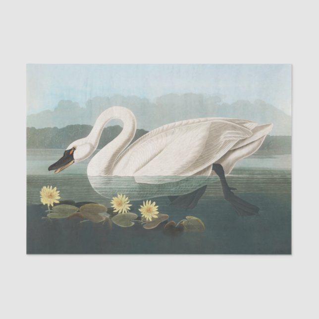 Papel De Seda cisnes de agua blanca de cisne audubon (Anverso)