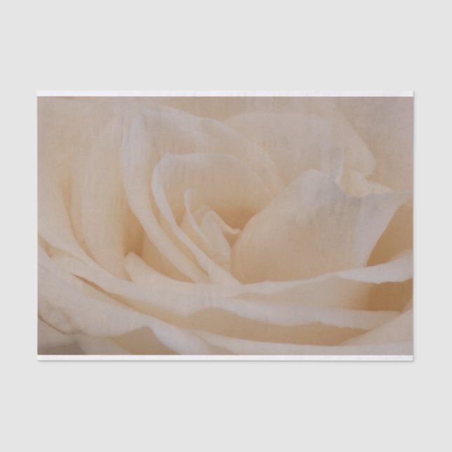 Papel De Seda Clausura de Rosa de color crema (Anverso)