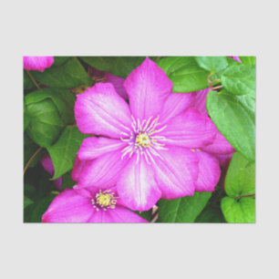 Papel De Seda Clematis