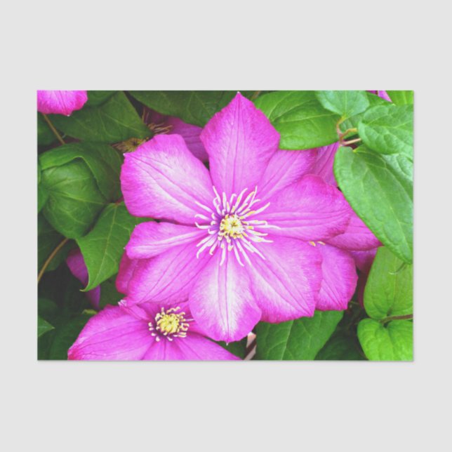 Papel De Seda Clematis (Anverso)