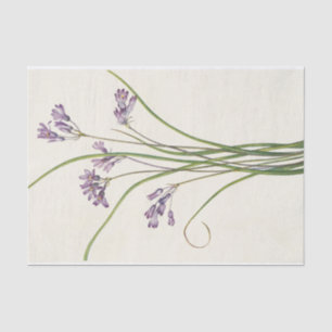 Papel De Seda Clusterlily por Mary Vaux Walcott