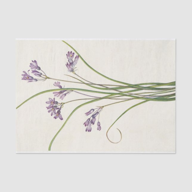 Papel De Seda Clusterlily por Mary Vaux Walcott (Anverso)