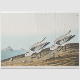 Papel De Seda coastal audobon sanderling gulls tissue paper