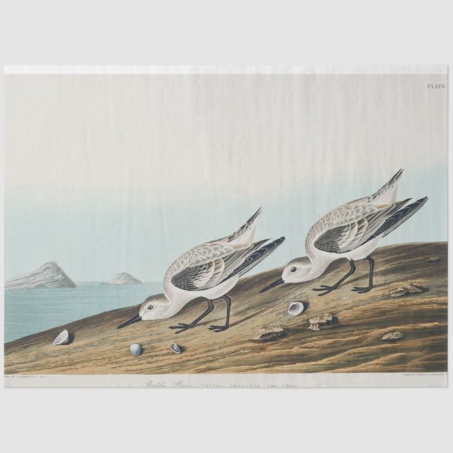 Papel De Seda coastal audobon sanderling gulls tissue paper (Anverso)