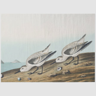 Papel De Seda coastal audobon sanderling gulls tissue paper
