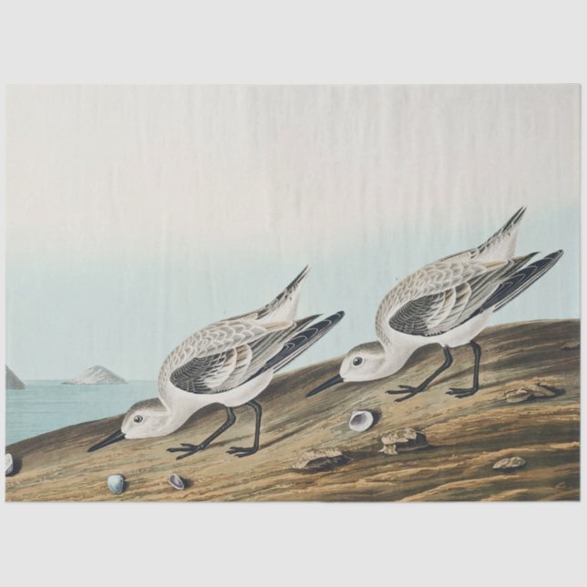 Papel De Seda coastal audobon sanderling gulls tissue paper (Anverso)