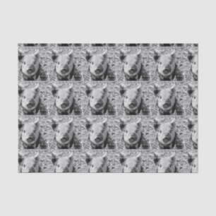 Papel De Seda cochinillo dulce, blanco negro