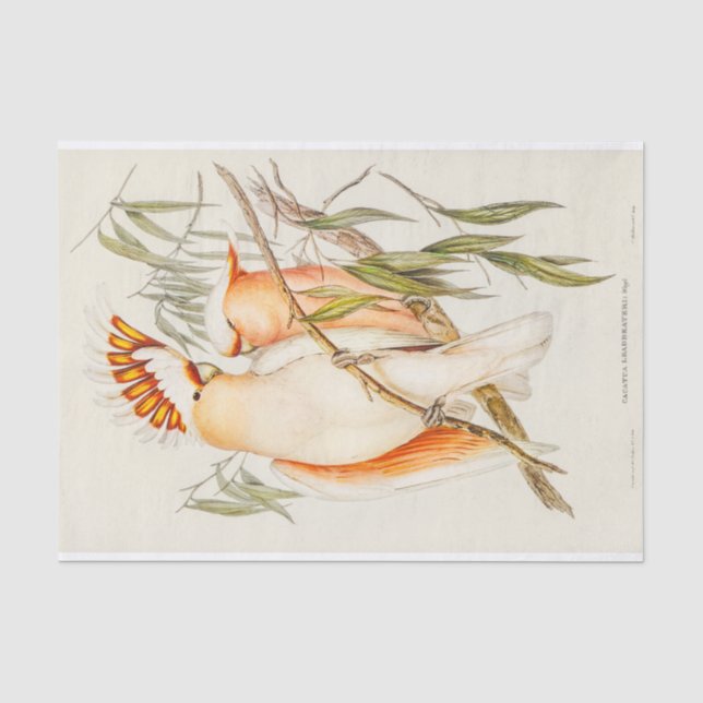 Papel De Seda Cockatoo (Anverso)