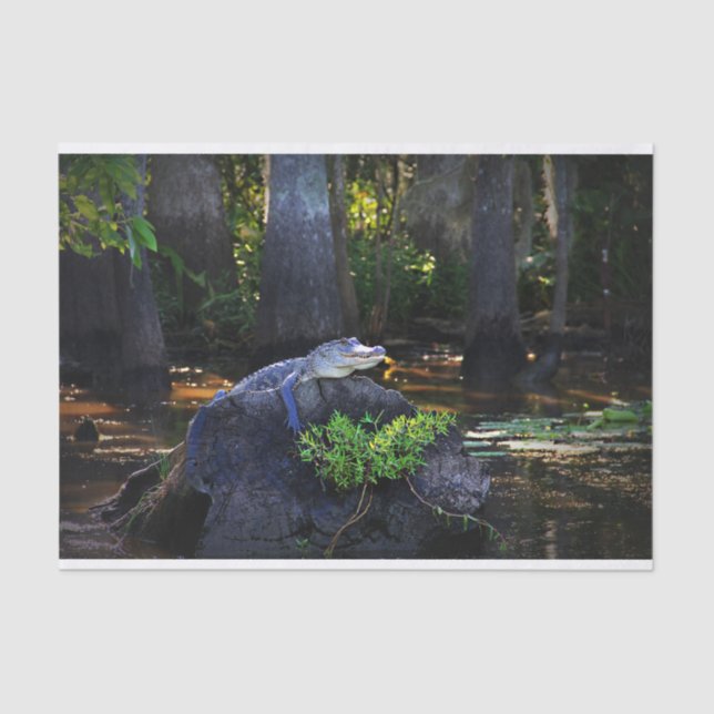Papel De Seda Cocodrilo en pantano (Anverso)