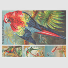 Papel De Seda Colección de aves Desnudos de época Macaw 2d