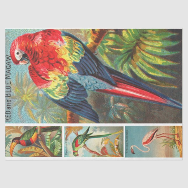 Papel De Seda Colección de aves Desnudos de época Macaw 2d (Anverso)