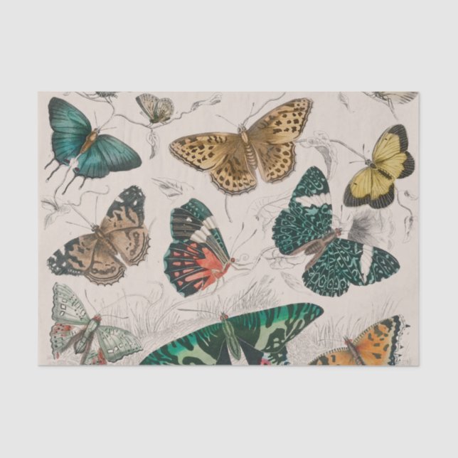 Papel De Seda Colección de mariposa Mariposas antiguas (Anverso)