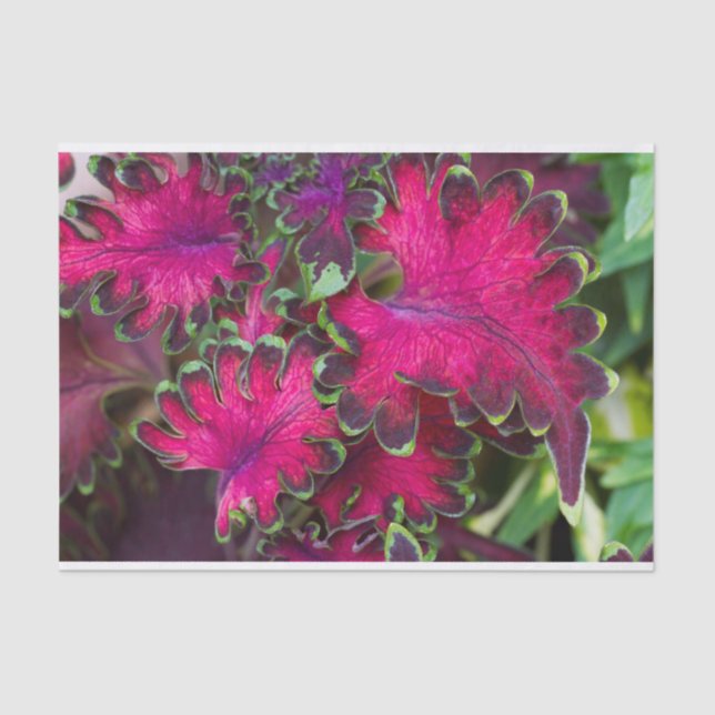 Papel De Seda Coleus Macro (Anverso)