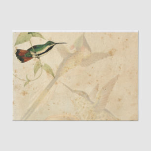 Papel De Seda Colibrí elegante
