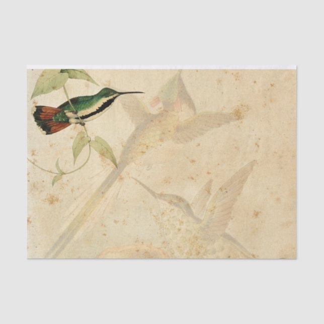 Papel De Seda Colibrí elegante (Anverso)