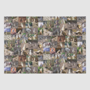 Papel De Seda Collage de fotos Meerkat,